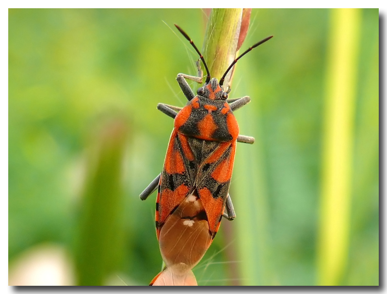Primi segnali di primavera in Sicilia? Spilostethus pandurus